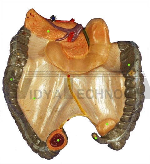 Torso Intestine: Post. View